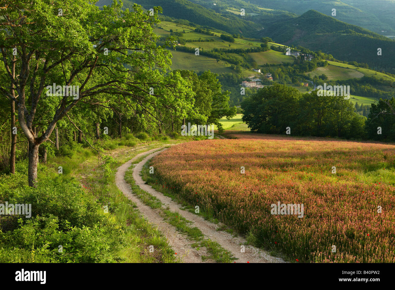 ein Feldweg durch Felder von Frühlingsblumen in der Valnerina nahe Preci, Umbrien, Italien Stockfoto