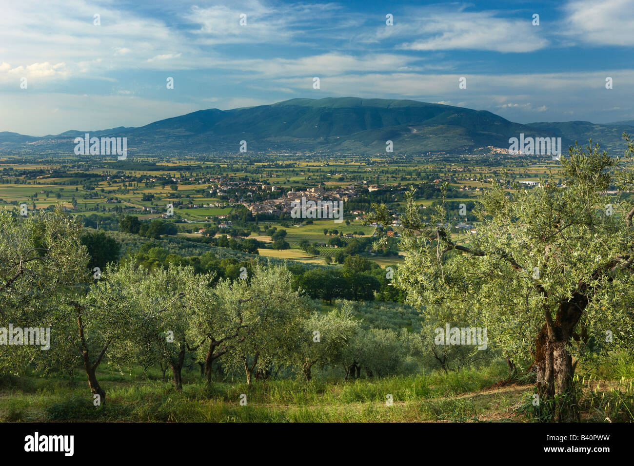 ein Olivenhain mit Blick auf Bevagna und Val di Spoleto, Umbrien, Italien Stockfoto