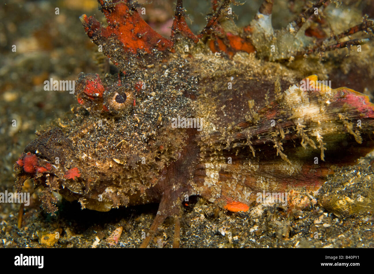 Stachelige Devilfish Inimicus Didactylus fotografiert in Lembeh Strait Indonesien Stockfoto