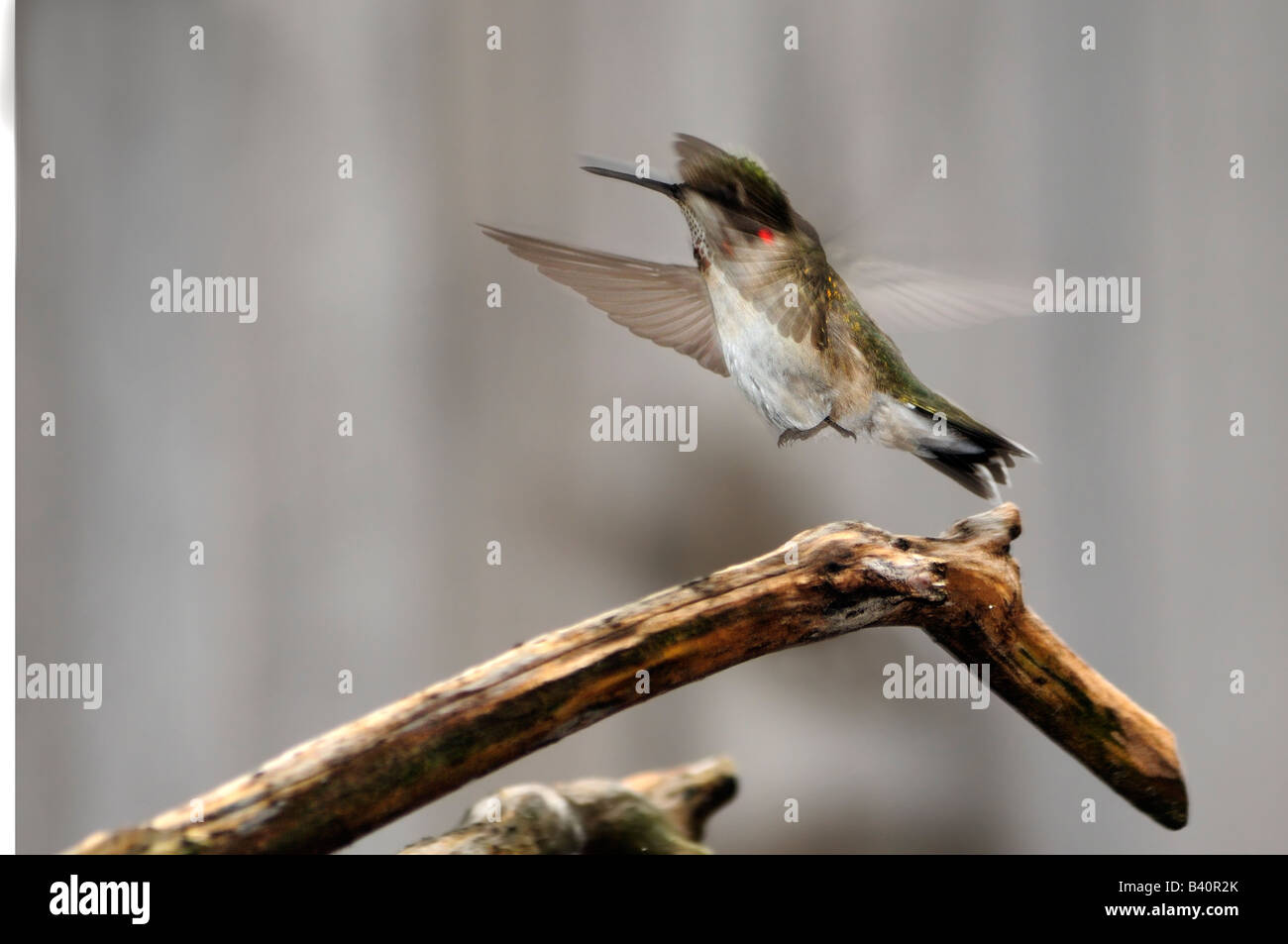 Eine unreife männliche Ruby throated Kolibri, Archilochos Colubris, fliegt von einem Zweig. Oklahoma, USA. Stockfoto