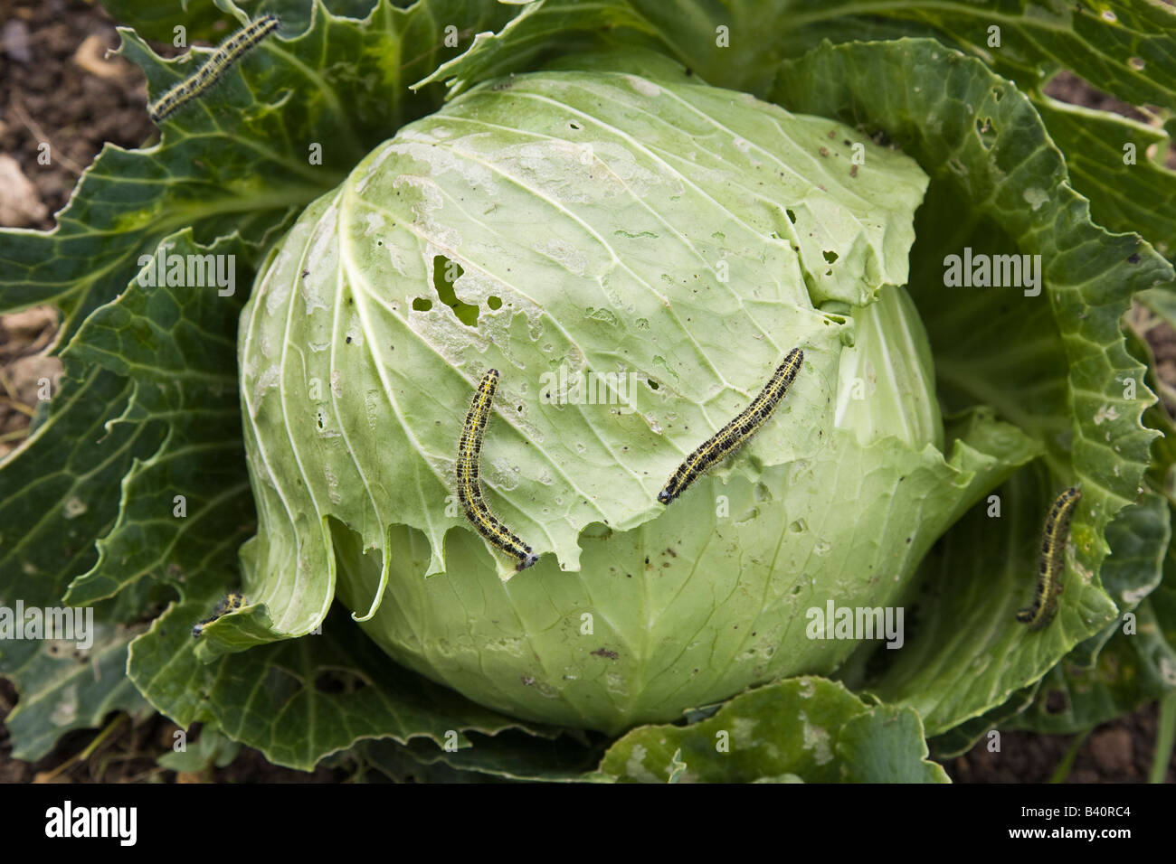 Kohl weiße Raupen Pieris Brassicae auf Kohl Stockfoto