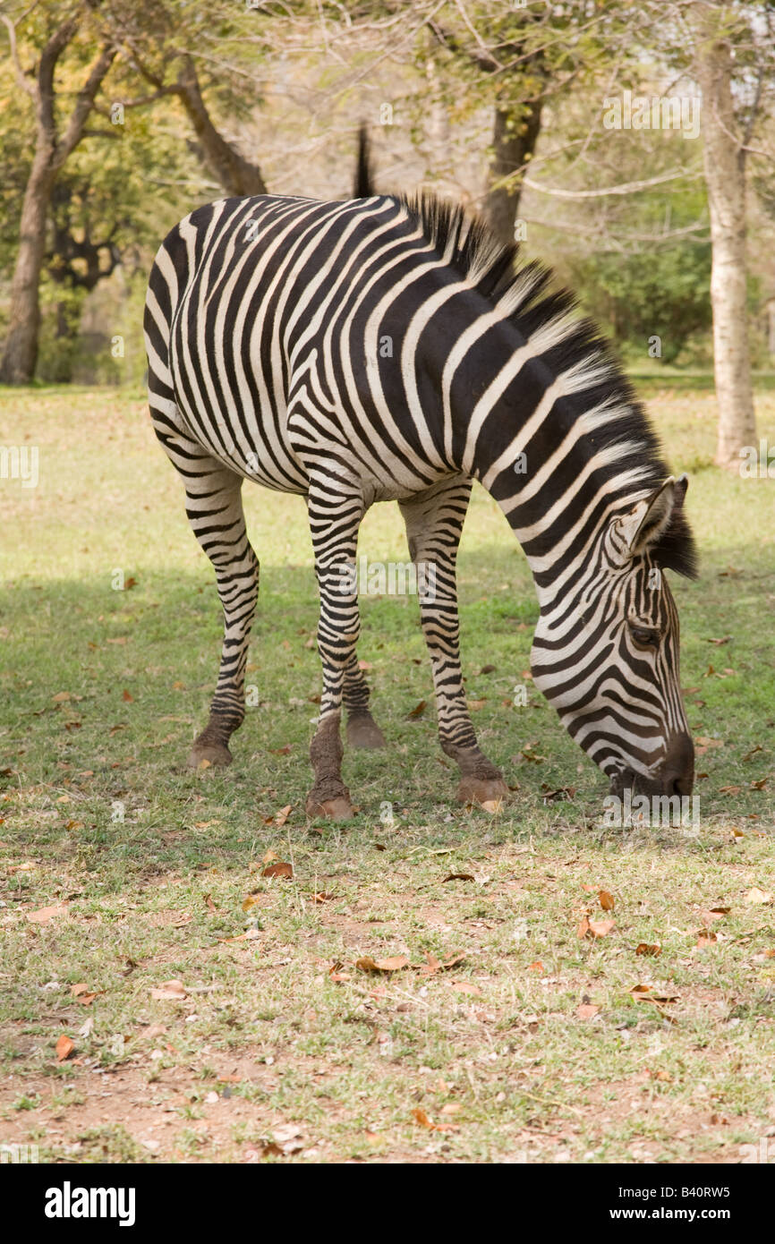 Burchell Zebra Viktoriafälle Livingstone Sambia Afrika Stockfoto