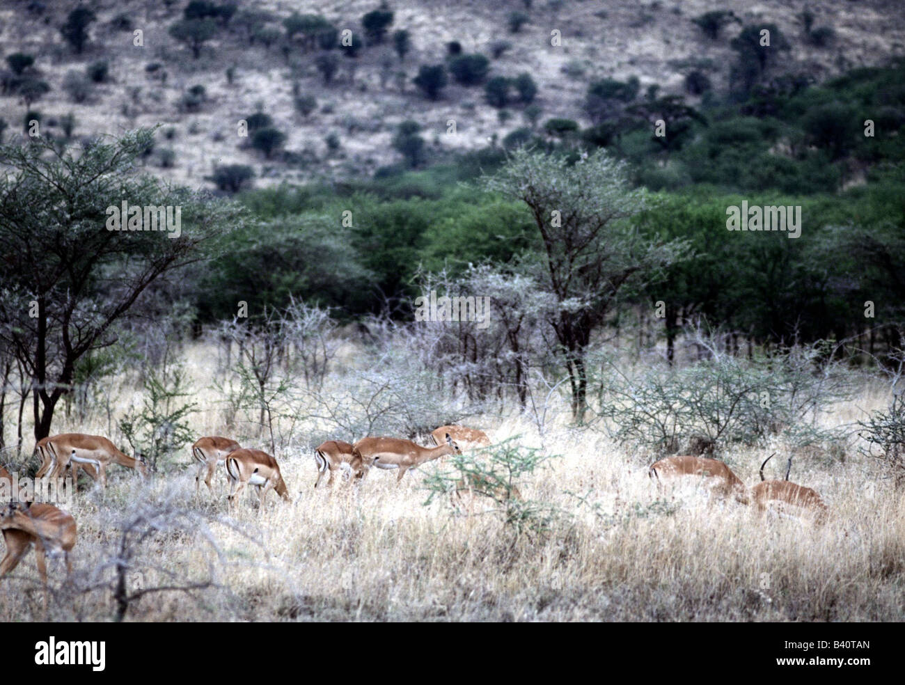 Zoologie / Tiere, Säugetier / Säugetier-, Antilope, Impala (Aepyceros Melampus), in der Serengeti, Vertrieb: Tansania (Afrika), eine Stockfoto