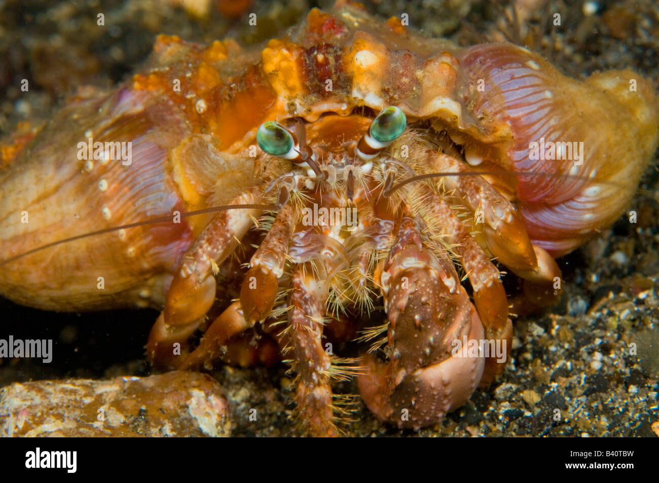 Anemonen Einsiedlerkrebs Dardanus Pedunculatus in Lembeh Strait Indonesien Stockfoto