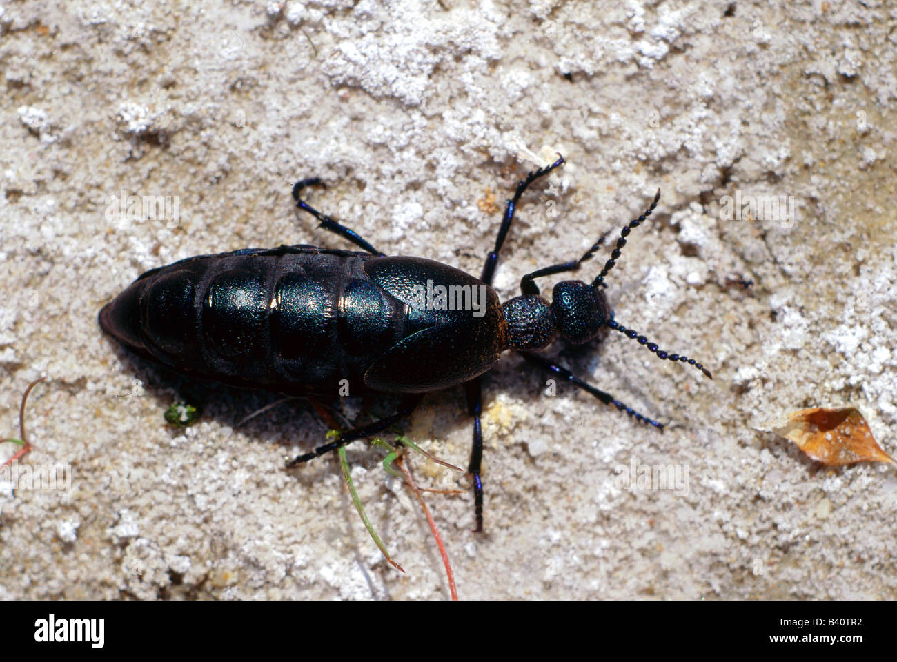 Zoologie / Tiere, Insekten, Käfer, Europäische Öl Käfer (Meloe proscarabaeus), auf Stein, Verteilung: weltweit, Coleoptera, b Stockfoto