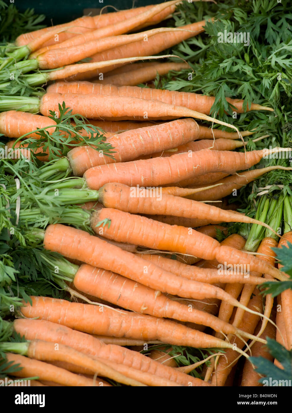 frisch gegraben Karotten für Verkauf auf einem Bauernmarkt Stockfoto