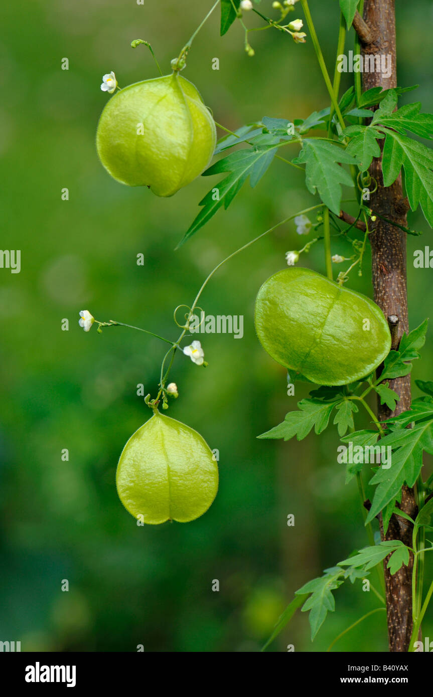Ballon Vine, Herz Erbse (Cardiospermum Halicacabum), Pflanze mit Blüten und Früchte Stockfoto