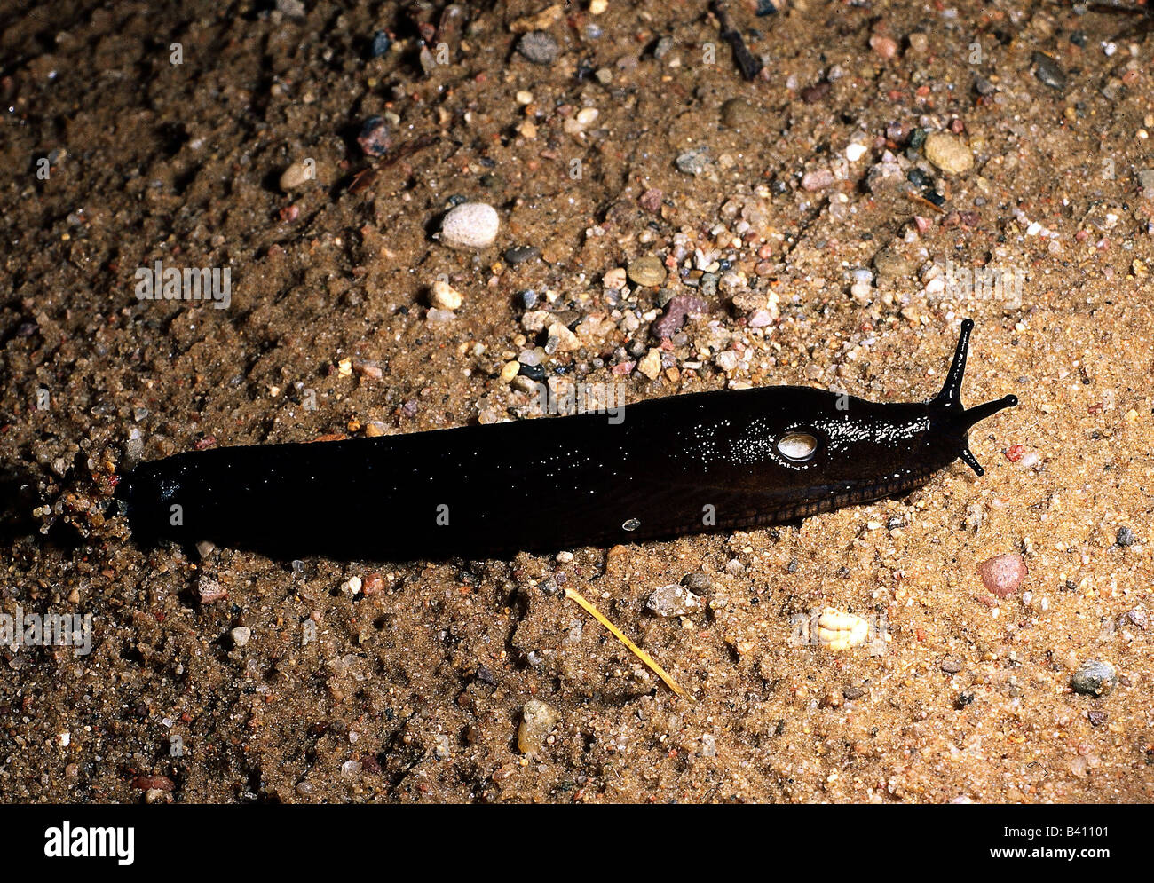 Zoologie / Tiere, Hautverletzungen, schwarze Schnecke, (Arion Ater), kriecht am Boden, Vertrieb: Holarktis und Süd Afrika, Tier, Sna Stockfoto