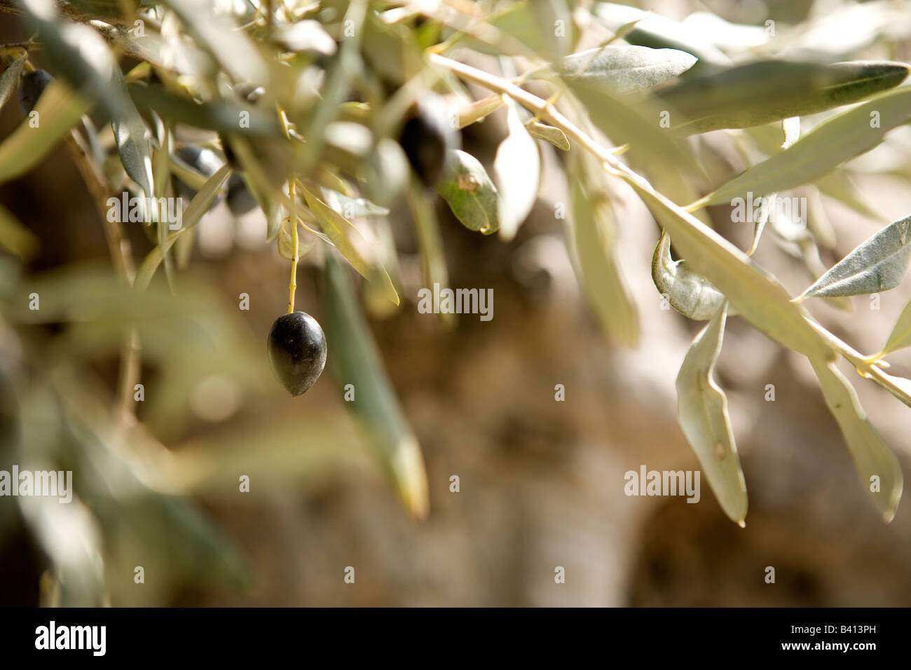 Reife Oliven hängen von den Bäumen im Troodos-Gebirge. Stockfoto