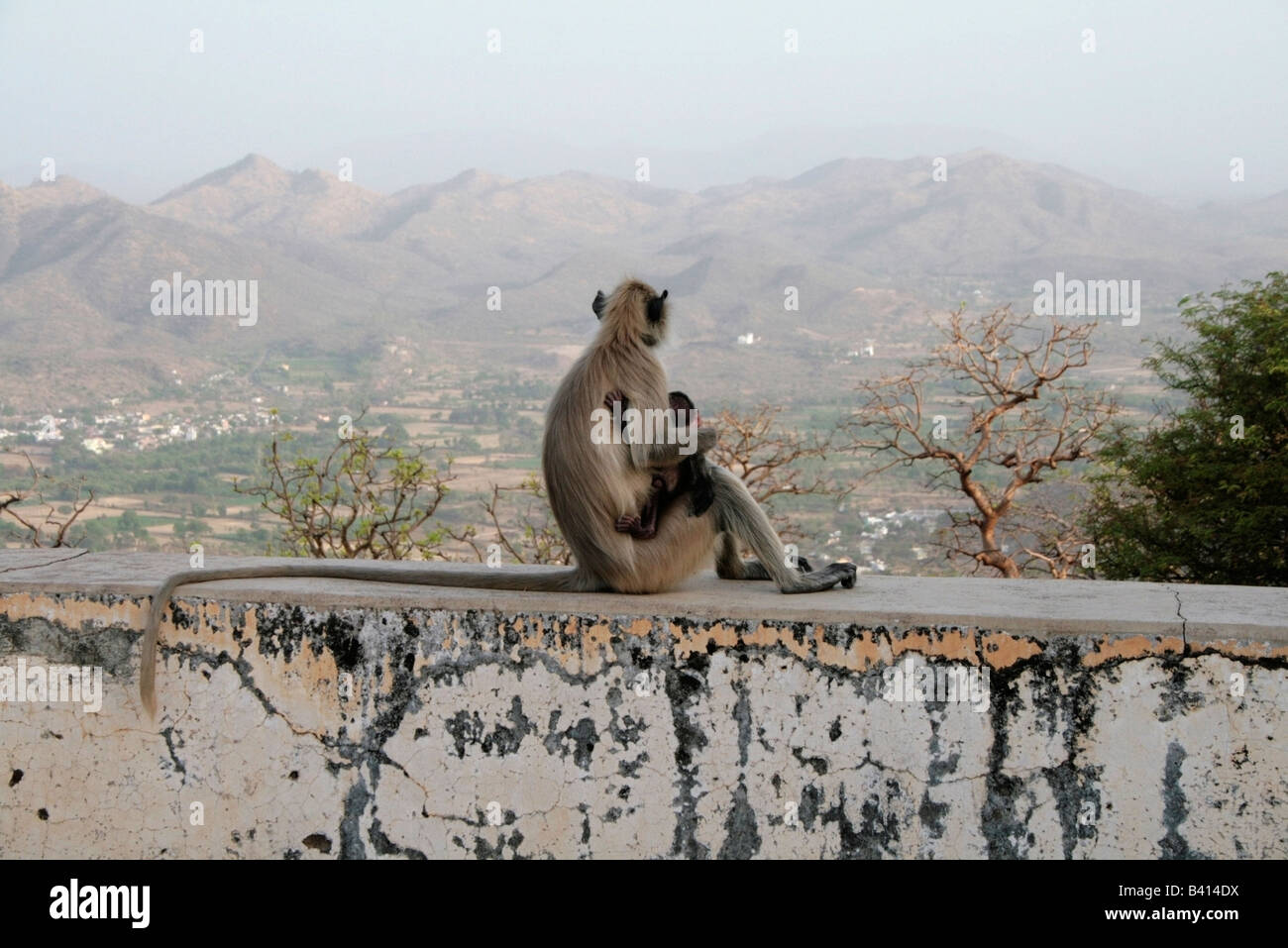 Mutter und Baby Affen Blick auf Landschaft Stockfoto