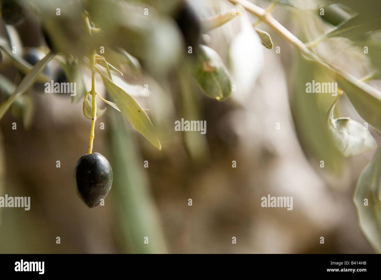 Reife Oliven hängen von den Bäumen im Troodos-Gebirge. Stockfoto