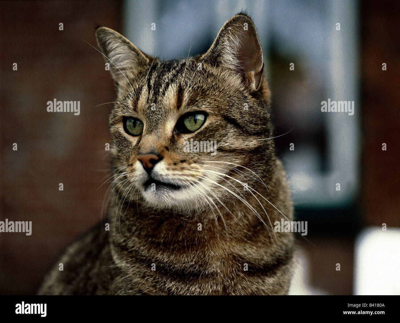 Zoologie / Tiere, Säugetier / Säugetier, Katzen (Felidae), Haus Katze, Tabby, Portrait, Hauskatzen, Tier, Felinae, Kurzhaar, C Stockfoto