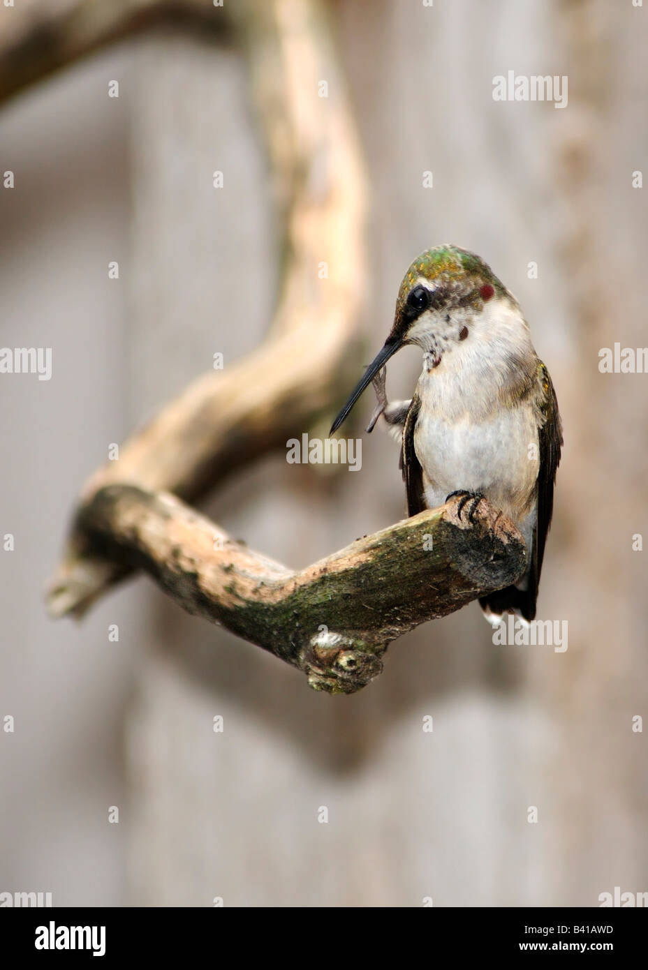 Eine unreife männliche Ruby throated Kolibri, Archilochos Colubris, sitzt auf einem Ast und kratzt sich am Kopf. Oklahoma, USA. Stockfoto