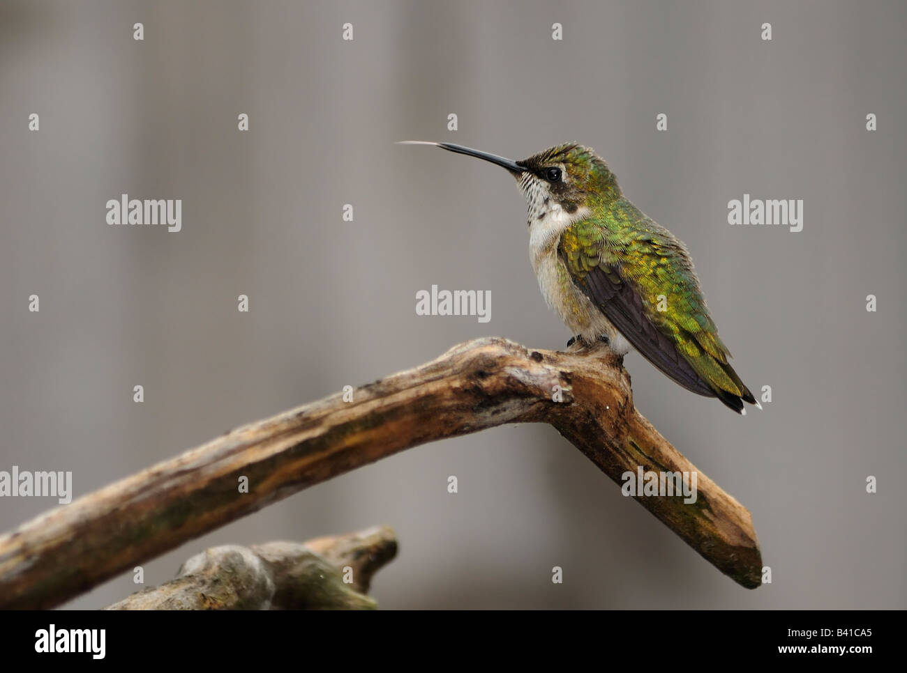 Eine unreife männliche Ruby throated Kolibri, Archilochos Colubris, sitzt auf einem Ast und steckt seine Zunge. Oklahoma, USA. Stockfoto