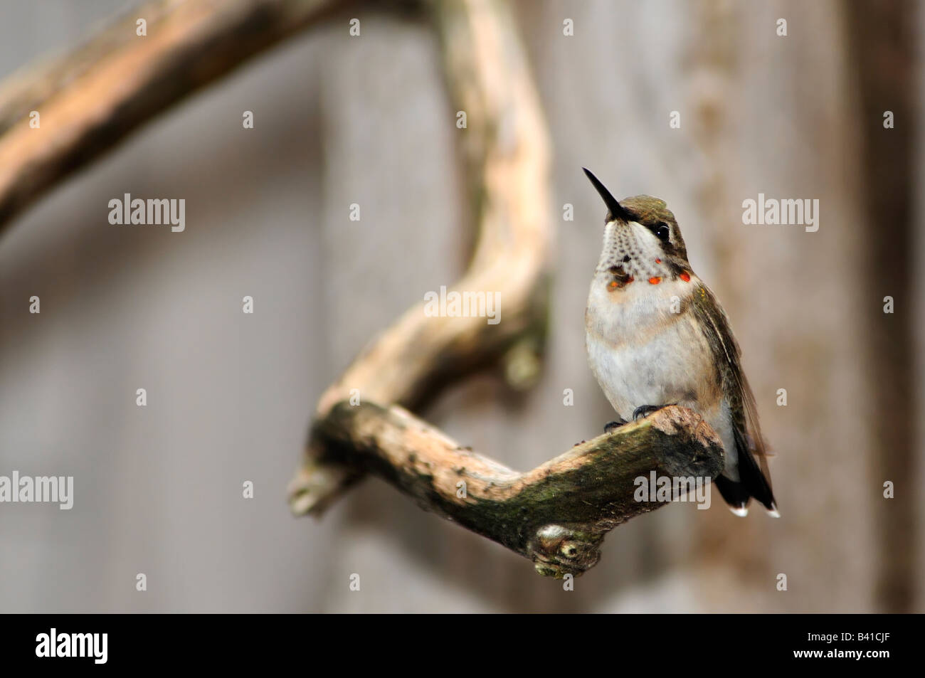 Eine unreife männliche Ruby throated Kolibri, Archilochos Colubris, entwickeln rote Federn, sitzt auf einem Ast und bewacht sein Territorium. Oklahoma, USA. Stockfoto