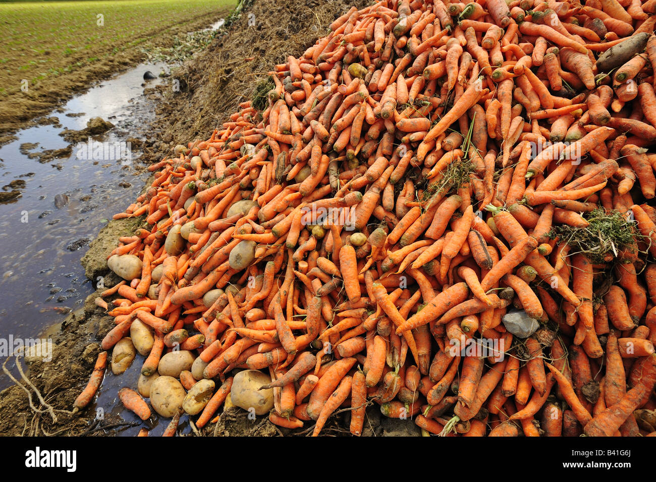 Abfälle aus der Landwirtschaft Stockfoto