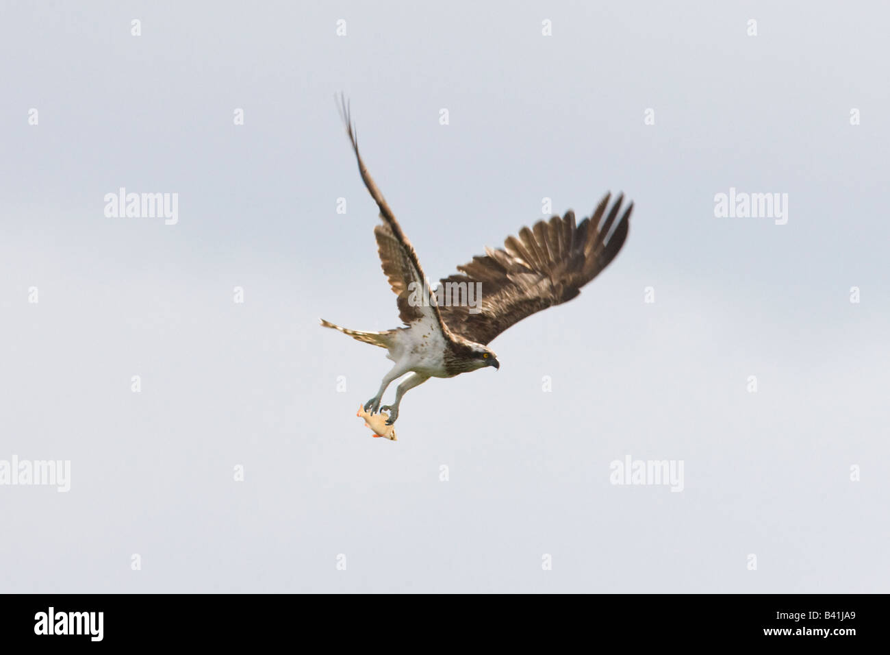 Ein Fischadler - Pandion Haliactus - fliegen mit einem Fisch in seine Krallen Stockfoto