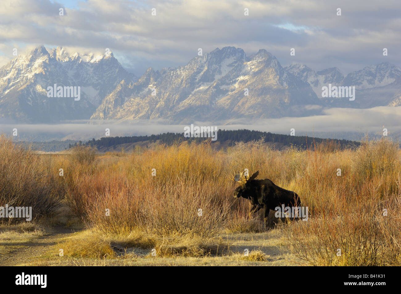 Ein Stier Elch steigt bei Sonnenaufgang mit den spektakulären Grand Teton als ein zurückfallen Stockfoto