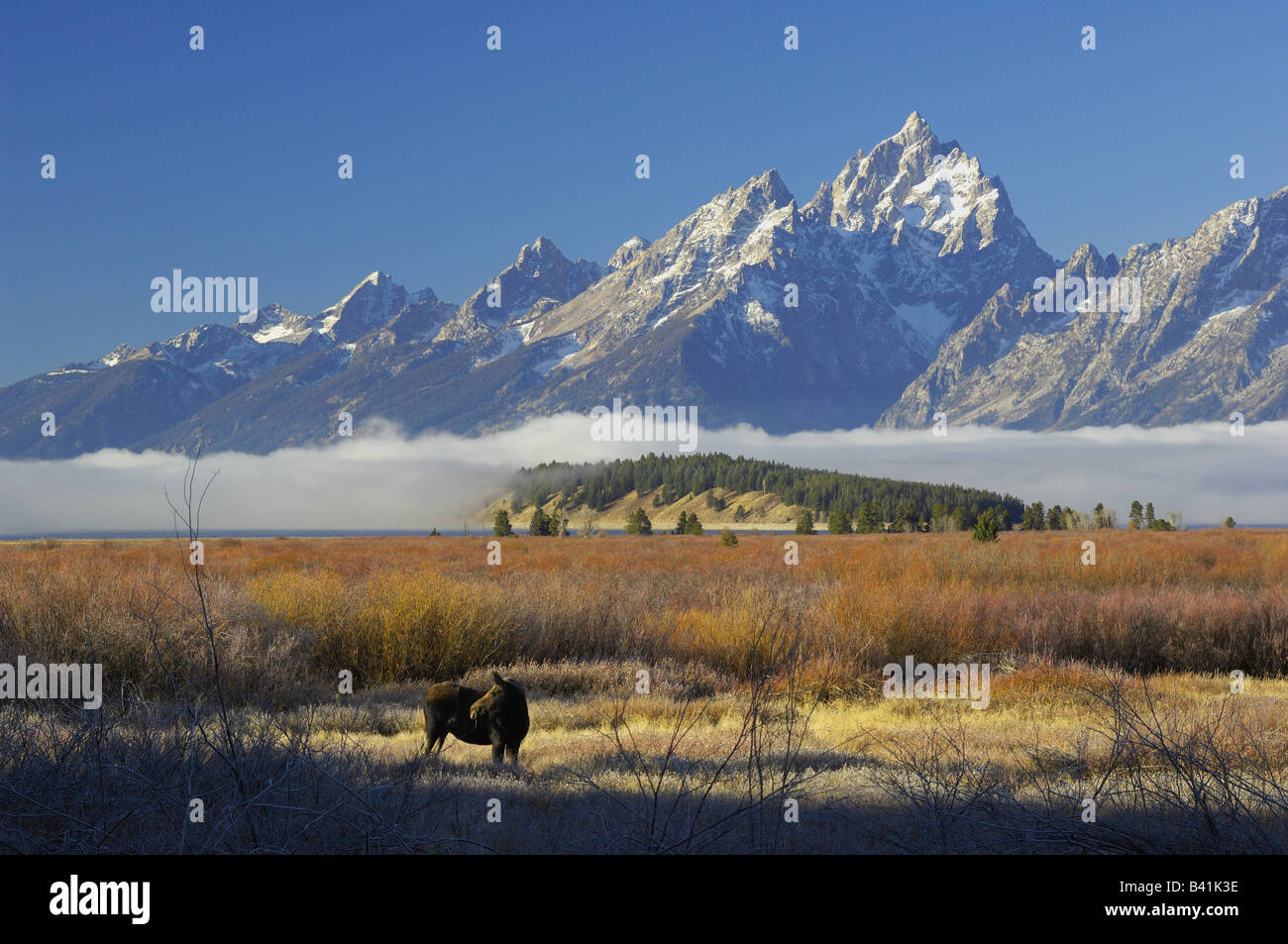 Eine Kuh Elch auf einer Wiese und Nebelbank am frühen Morgen in den spektakulären Grand Teton Stockfoto