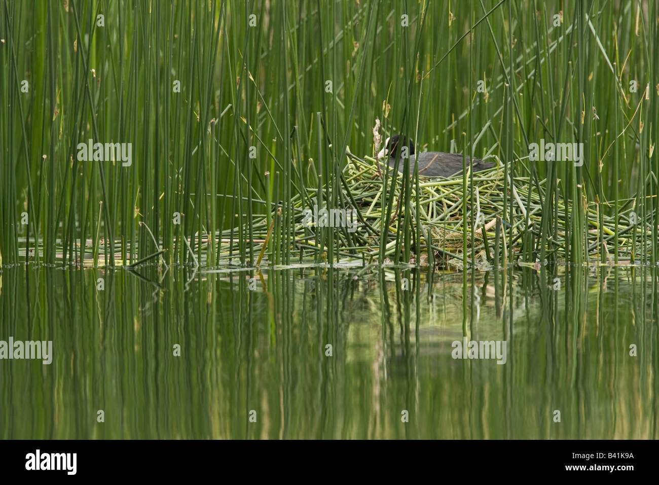 Erwachsenen Blässhuhn Fulica Atra auf Nest im Schilf mit Spiegelung im Wasser sitzen Stockfoto