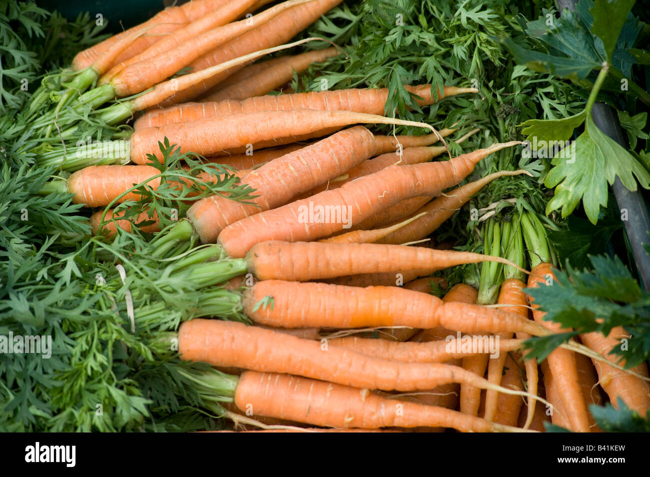 frisch gegraben Karotten für Verkauf auf einem Bauernmarkt Stockfoto