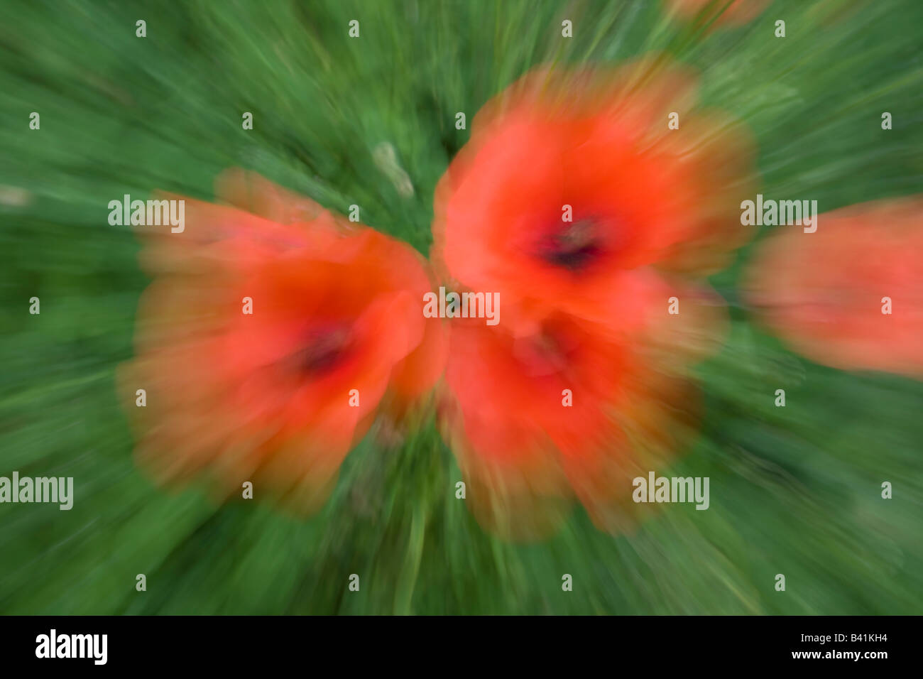 Zoom Blur drei Mohn Blumen in Worcestershire Stockfoto