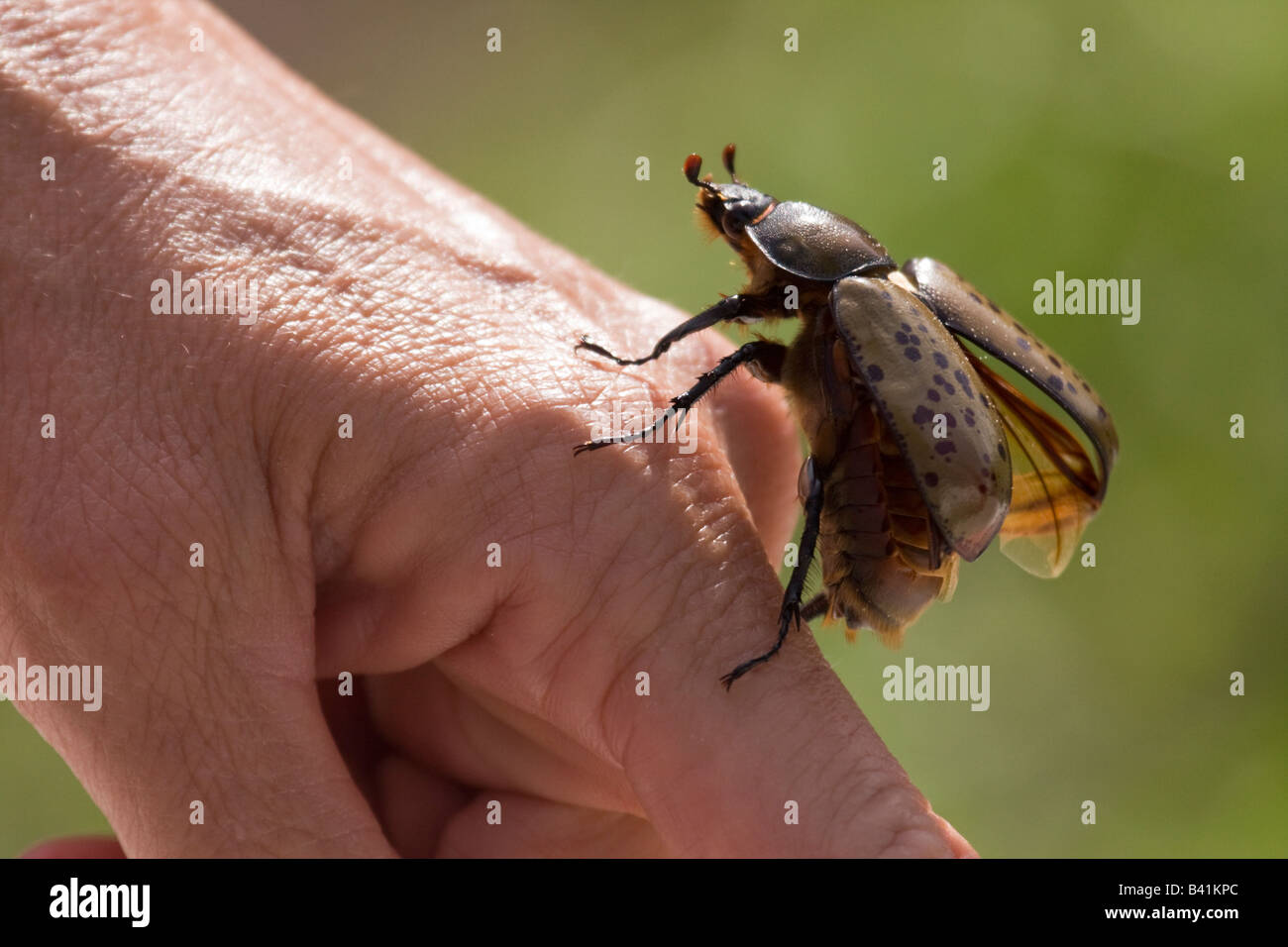 Eine große östliche Hercules Käfer (Dynastes Tityus) Flug von der Rückseite der Hand einer Frau Stockfoto