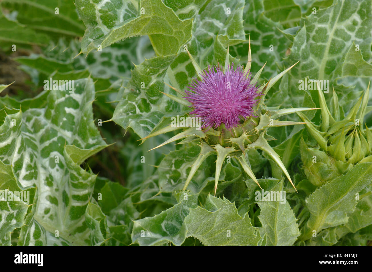 Selige Mariendistel, unsere Ladys Thistle (Silybum Marianum) blühende Pflanze Stockfoto