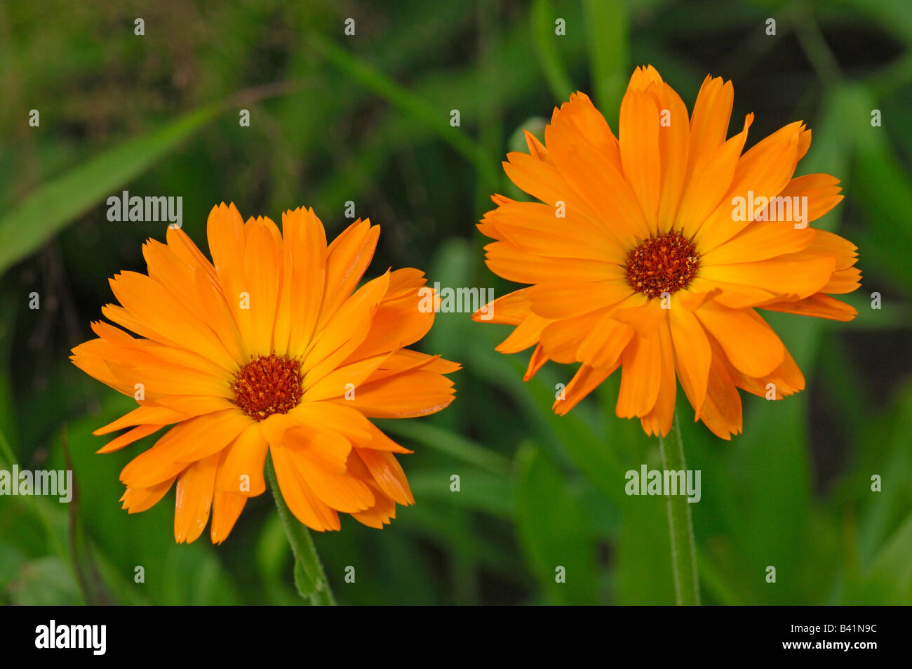 Ringelblume, englische Ringelblume (Calendula Officinalis), Blumen Topf Stockfoto