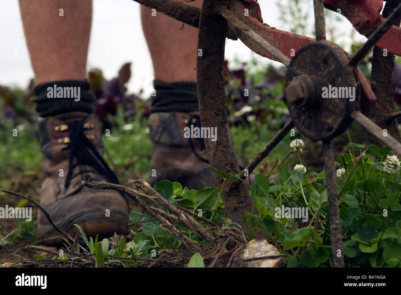 Landwirtschaft: Gärtner nutzt traditionelle Hacke auf Reihen von Bio-Gemüse Stockfoto