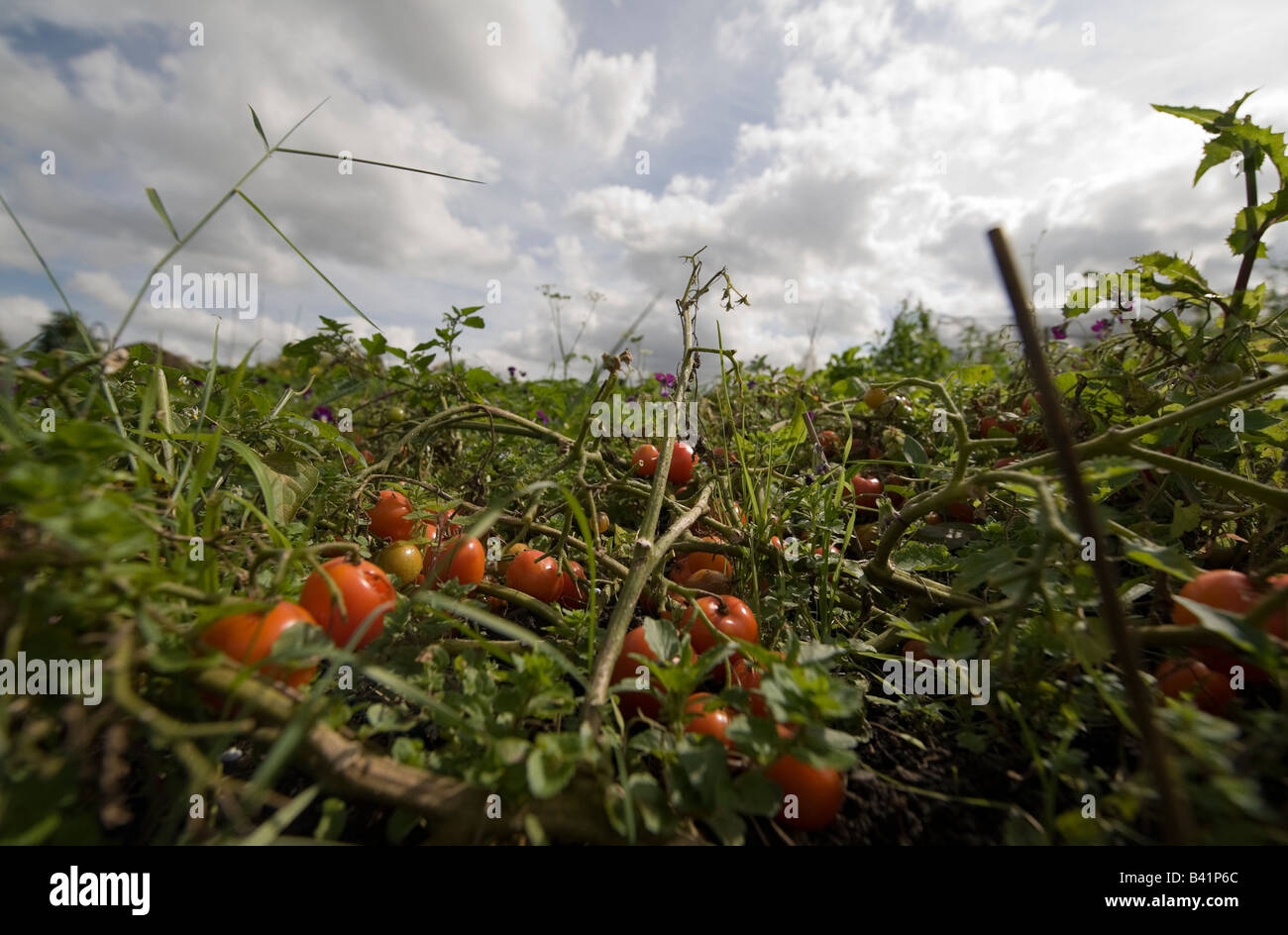 Wilde Tomaten wachsen einer Zuteilung Stockfoto