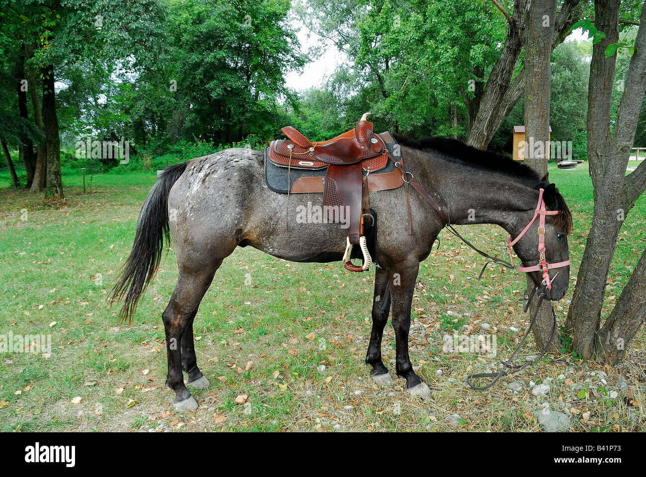 Ein Pferd in einer Sichthilfe, es Weiden Stockfoto