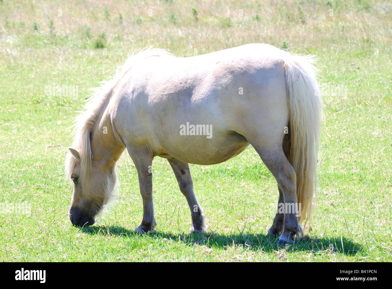 Shetland-Pony im Feld in der Nähe von St.Davids, Pembrokeshire Coast National Park, Pembrokeshire, Wales, Vereinigtes Königreich Stockfoto