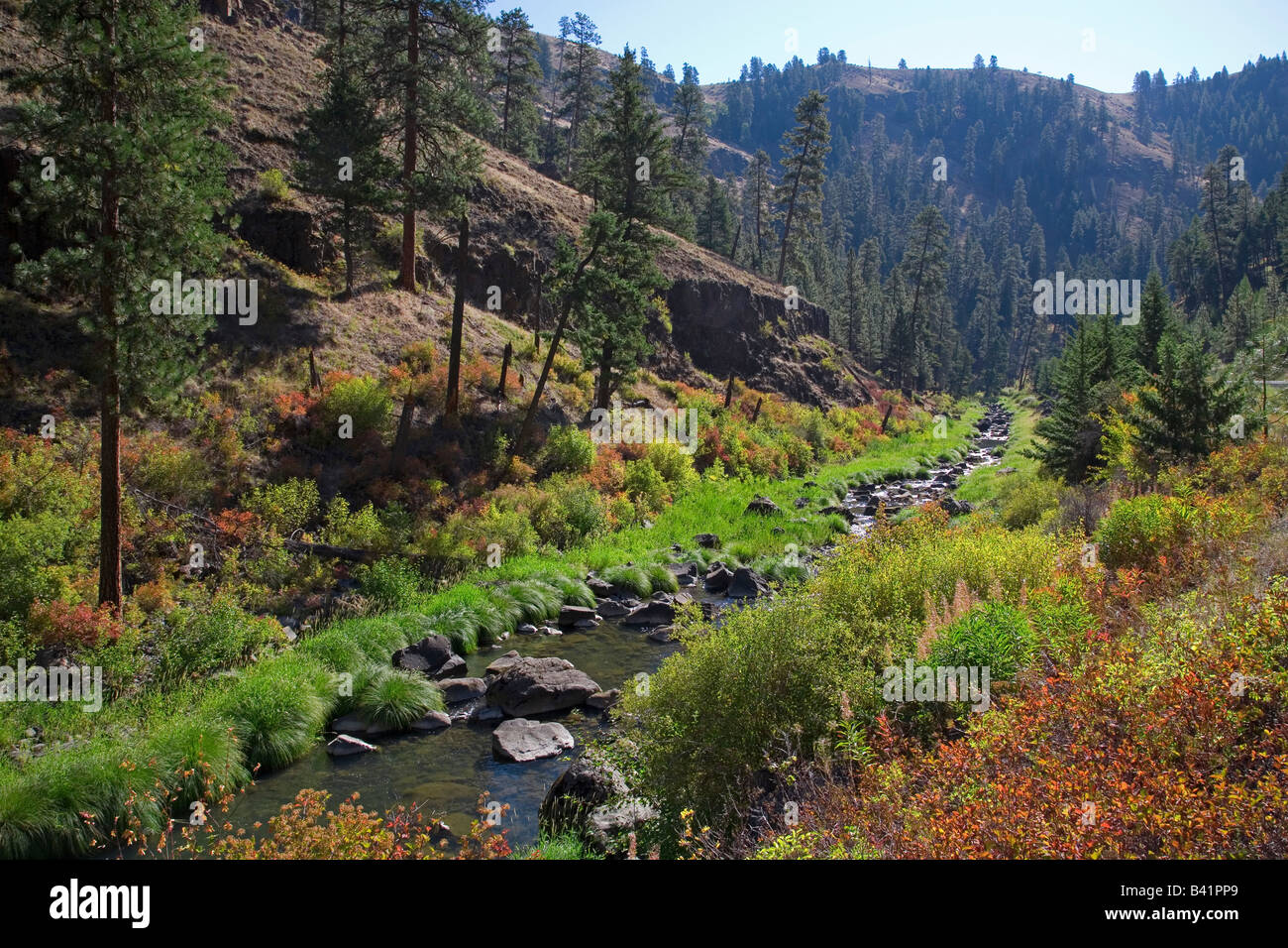 Ein kleiner Bach schlängelt sich durch eine Schlucht in der Blue Mountains of Eastern Oregon im Herbst Stockfoto