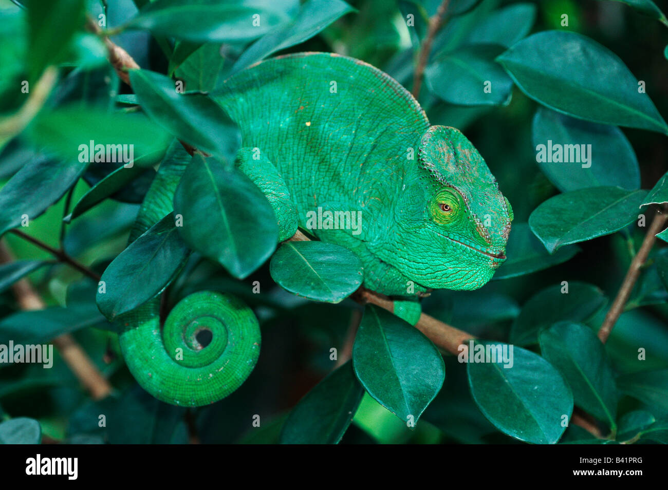 Parson es riesige Chamäleon Calumma Parsonii Erwachsener im Baum Madagaskar-Afrika Stockfoto
