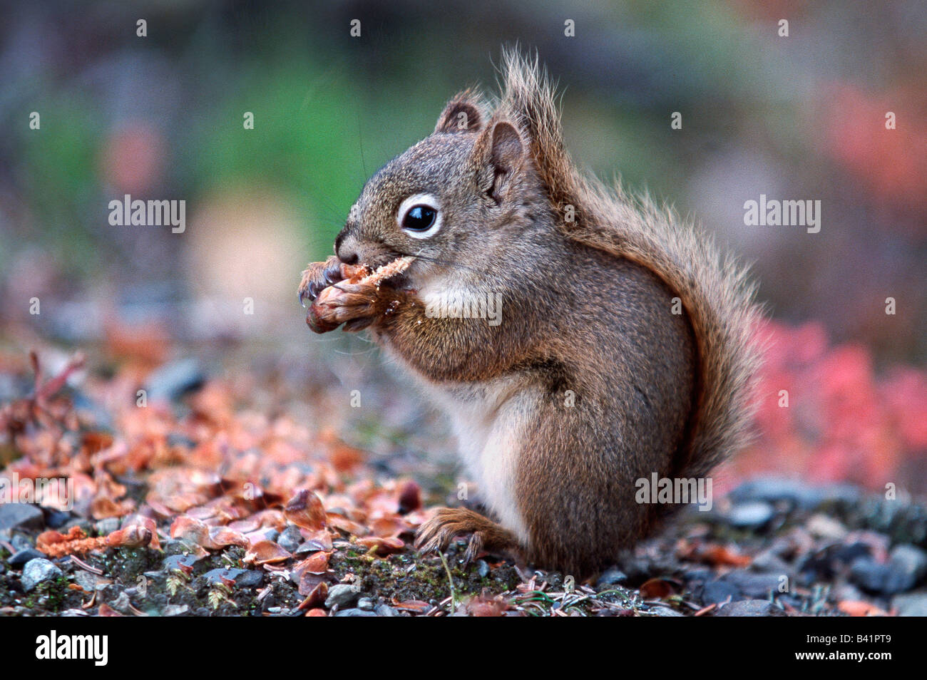 Red Squirrel Kiefer Eichhörnchen Tamiasciurus Hudsonicus Erwachsenen Essen Kiefer Kegel Alaska USA Stockfoto