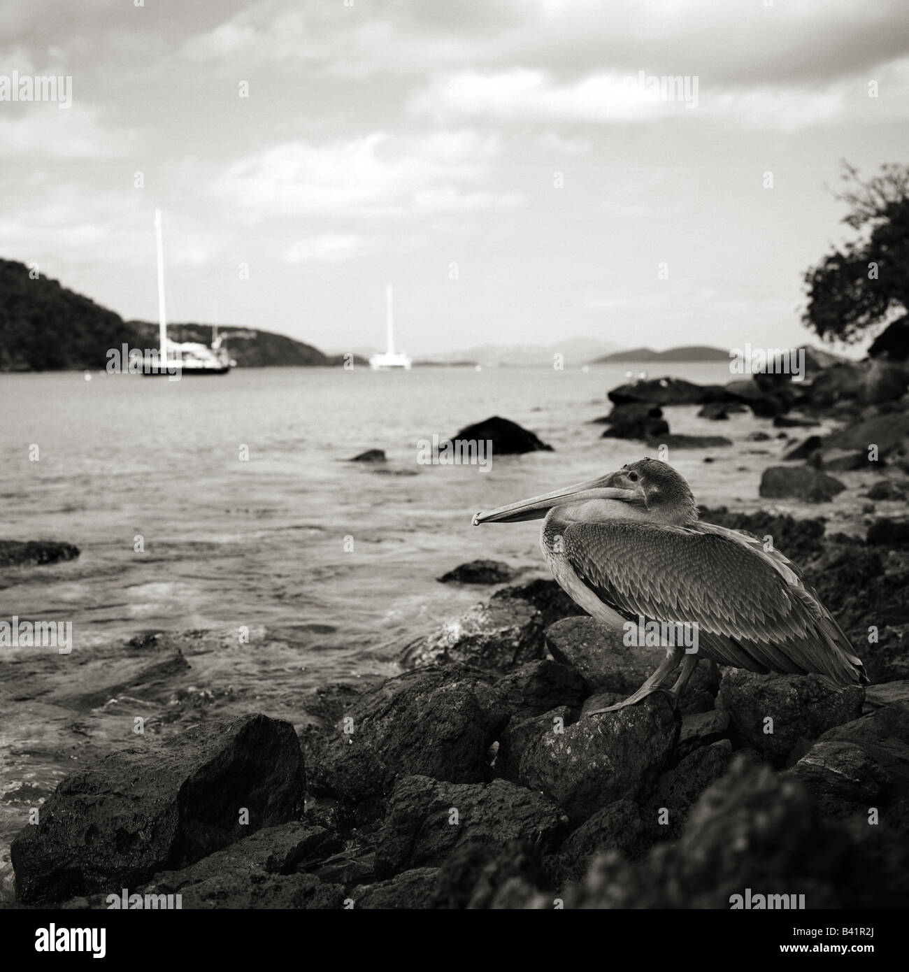 Ein Pelikan rumhängt, entlang der Ufer von Maho Bay, St. John, USVI Stockfoto