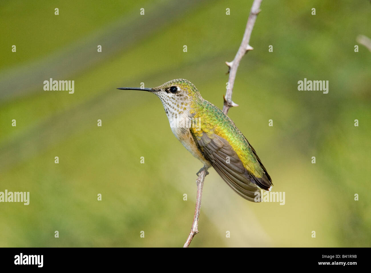 Calliope Kolibri Stellula calliope Stockfoto