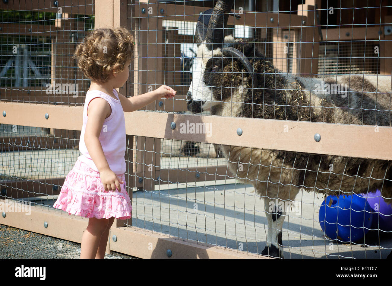 Kind füttert Jacob vier gehörnte Schafe durch Zaun am Hof Stockfoto