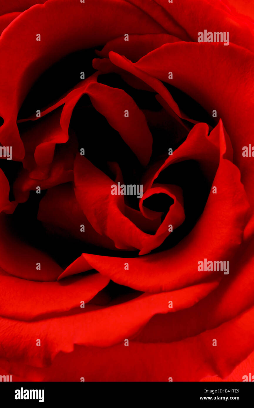 Rosa Alec rot ist ein Hybrid Teerose mit Mitte Greeleaves und hohe zentriert roten Blüten. Stockfoto