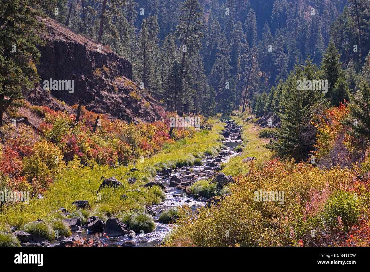 Ein kleiner Bach schlängelt sich durch eine Schlucht in der Blue Mountains of Eastern Oregon im Herbst Stockfoto