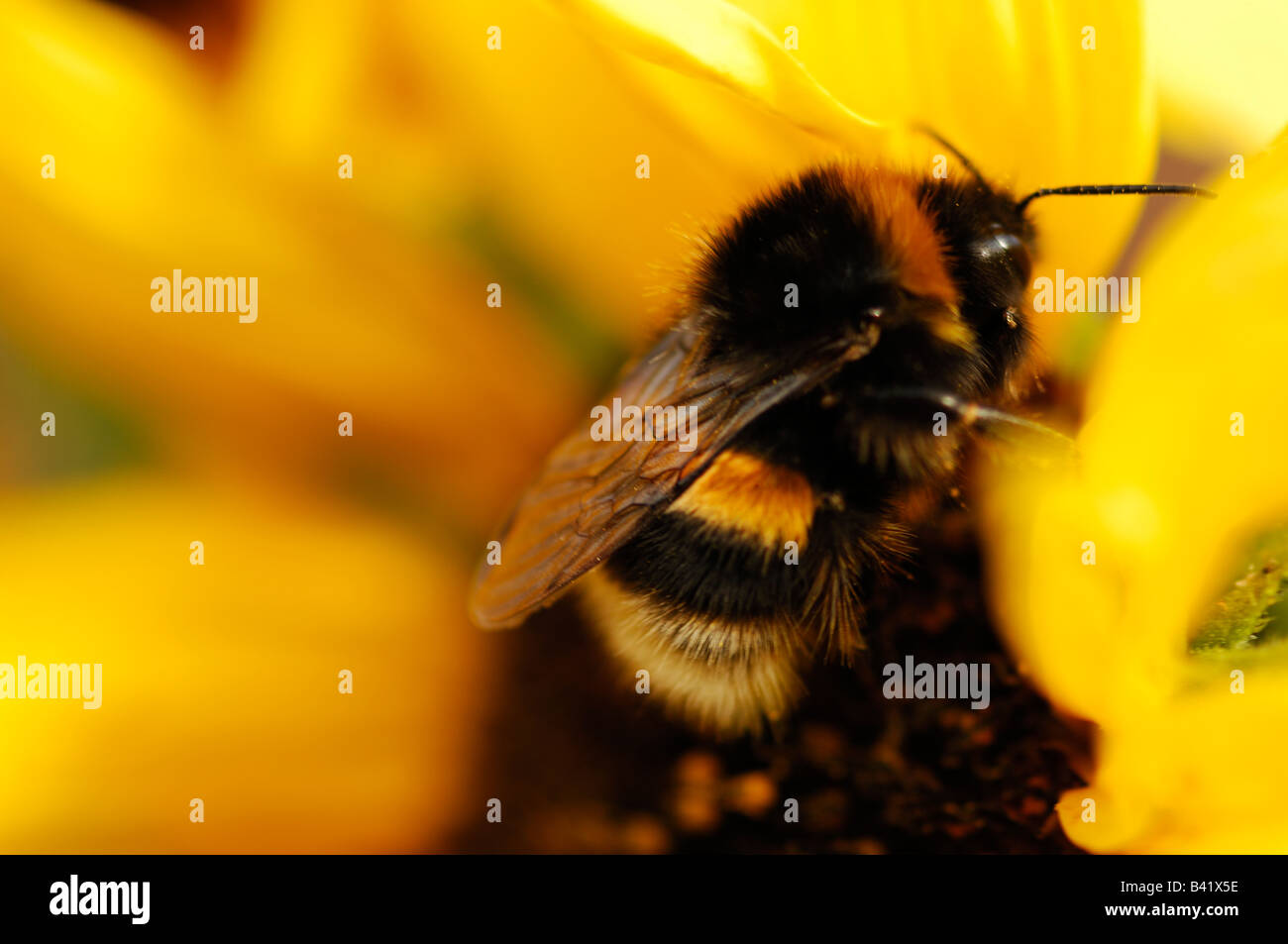 eine Biene auf Sonnenblume "Compositae" Stockfoto