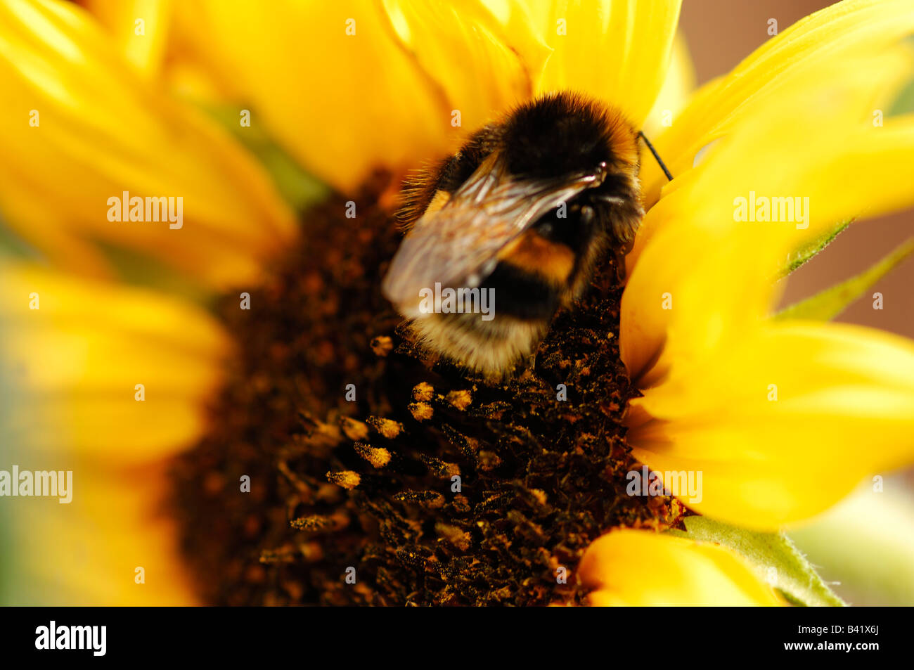 Biene auf Sonnenblumen "Compositae" Kopf Stockfoto