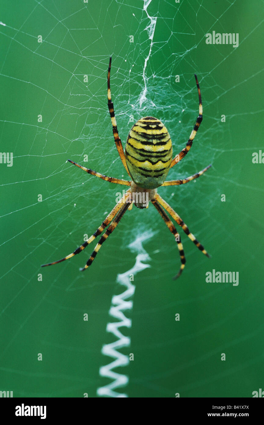 Wasp Spider Argiope Bruennichi Erwachsener im Web Schweiz Stockfoto