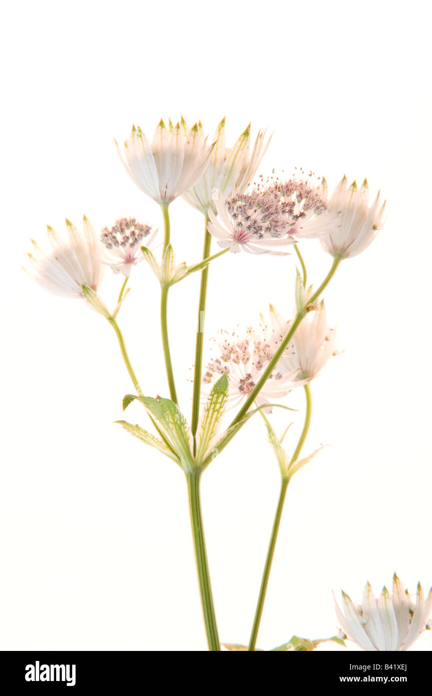 Weiße englische Blumen - Studio Juli 2008 Stockfoto