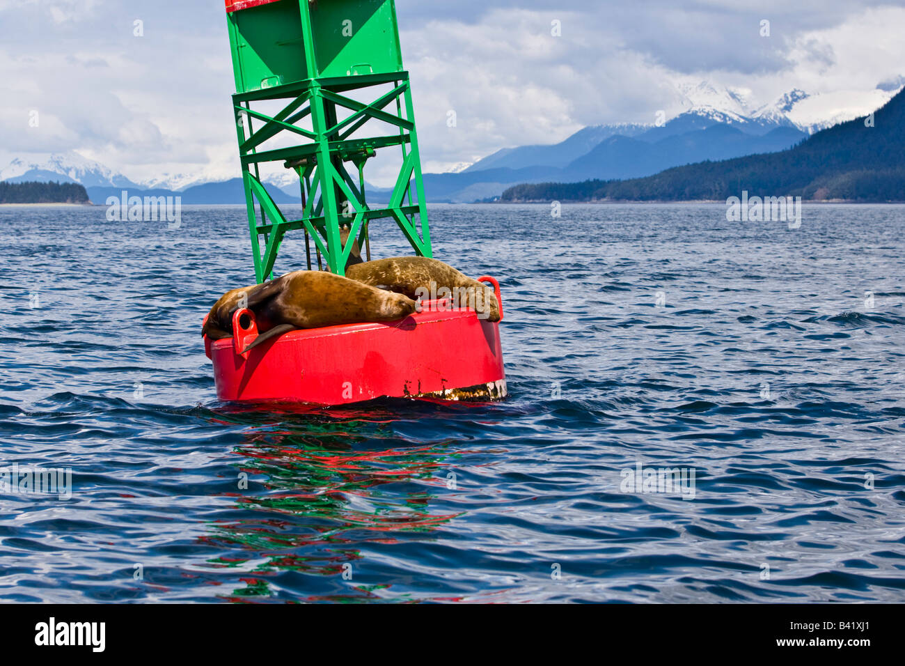 Steller s Seelöwen Eumetopias Jubata ruht auf einem Kanal Boje Stockfoto