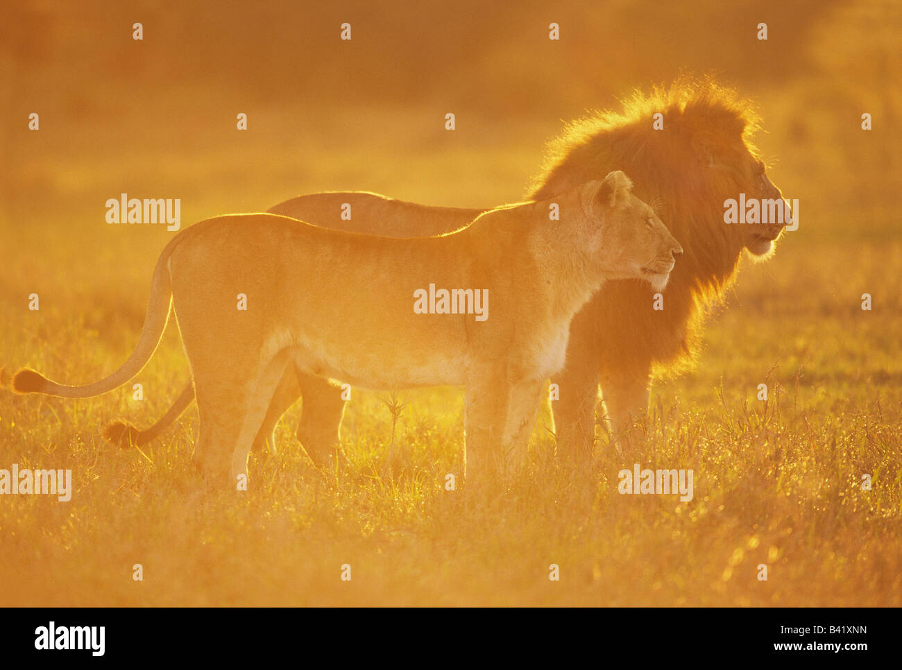 Goldenes Licht auf Paarung afrikanischen Löwenpaar Stockfoto