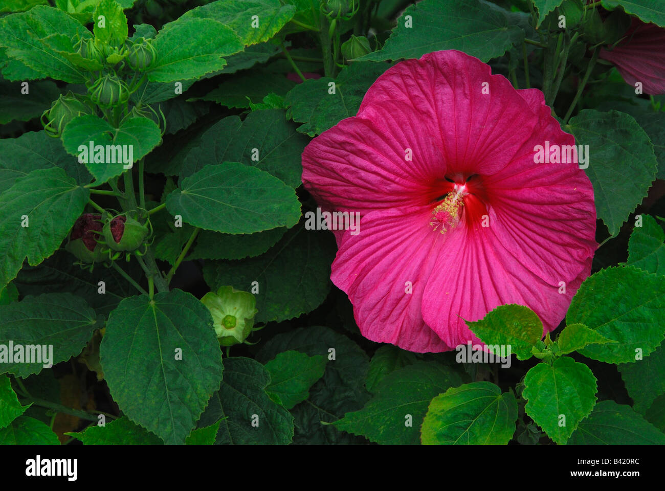 ChinaHibiskus, chinesische Hibiskusblüten (Hibiscus Rosa Sinensis
