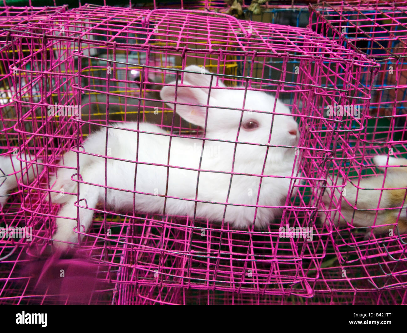 Im Käfig Hase, Chatuchak-Markt, Bangkok. Thailand Stockfoto