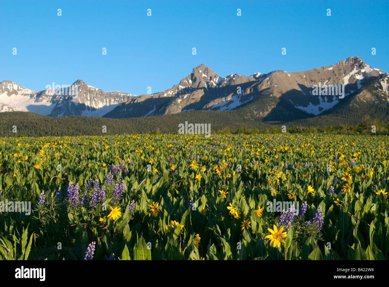 Ein Feld von Maultier Ohren und lupine Wildblumen mit Sneffles Bereich Luming hinter bei Sonnenuntergang, colorado Stockfoto